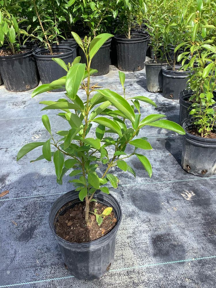 citharexylum-spinosum-fiddlewood