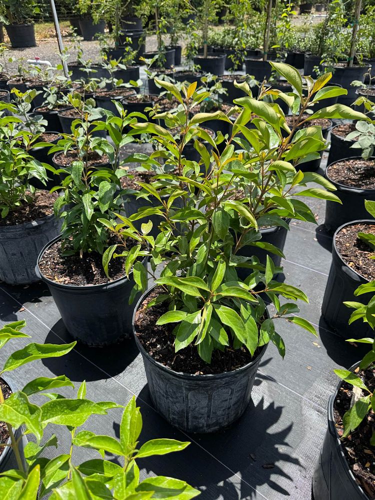 citharexylum-spinosum-fiddlewood
