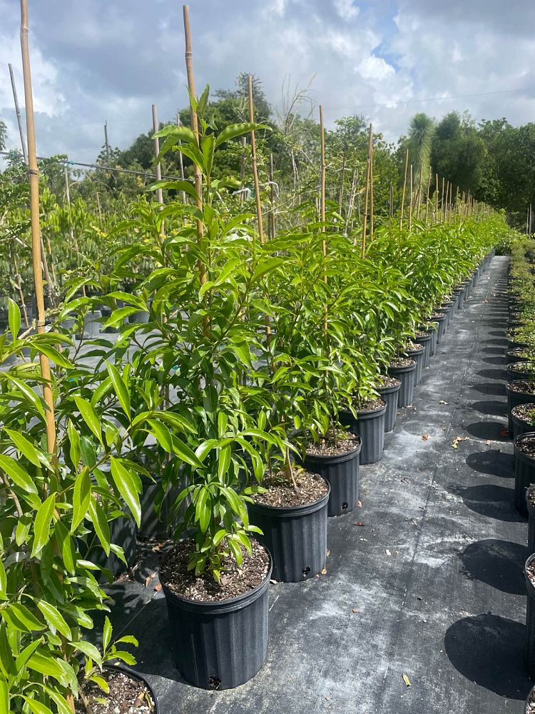 citharexylum-spinosum-fiddlewood
