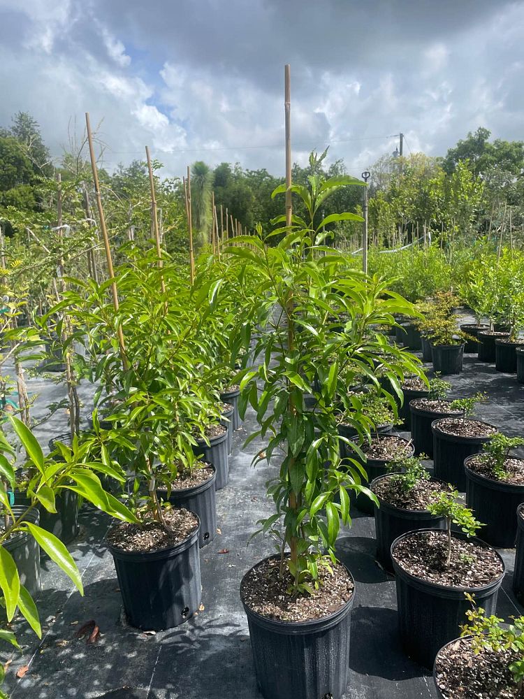 citharexylum-spinosum-fiddlewood