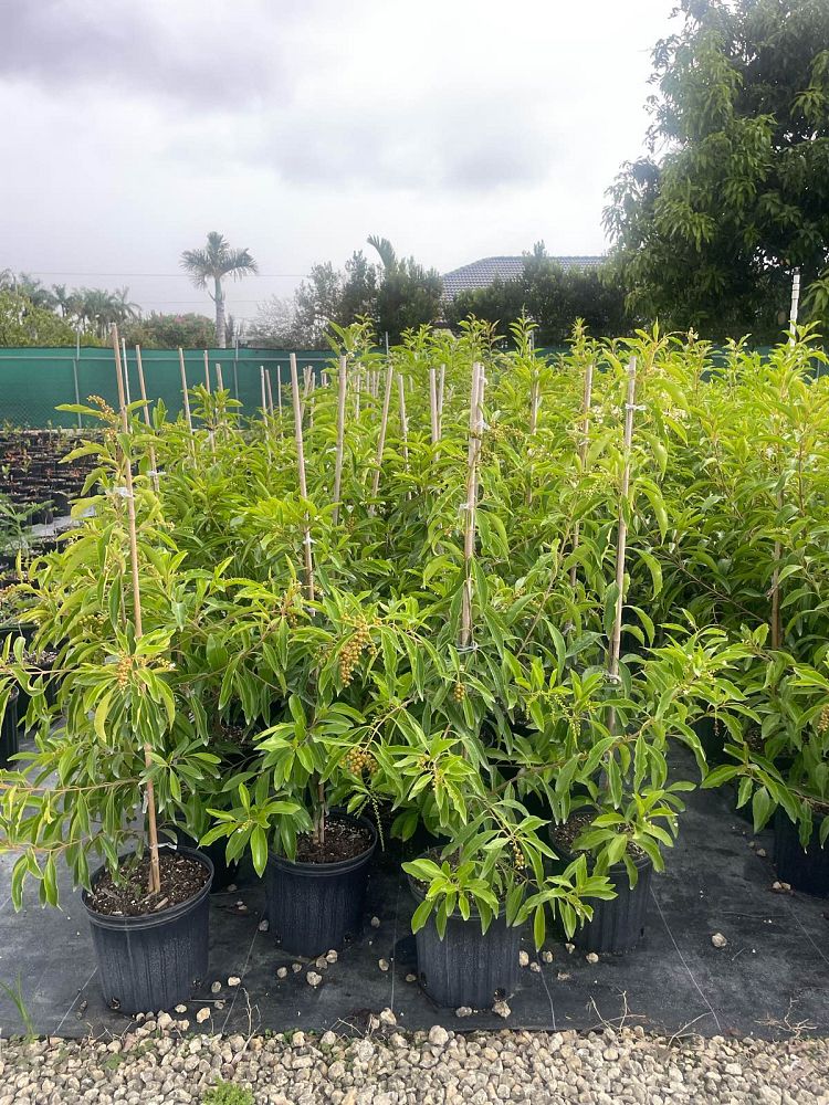 citharexylum-spinosum-fiddlewood