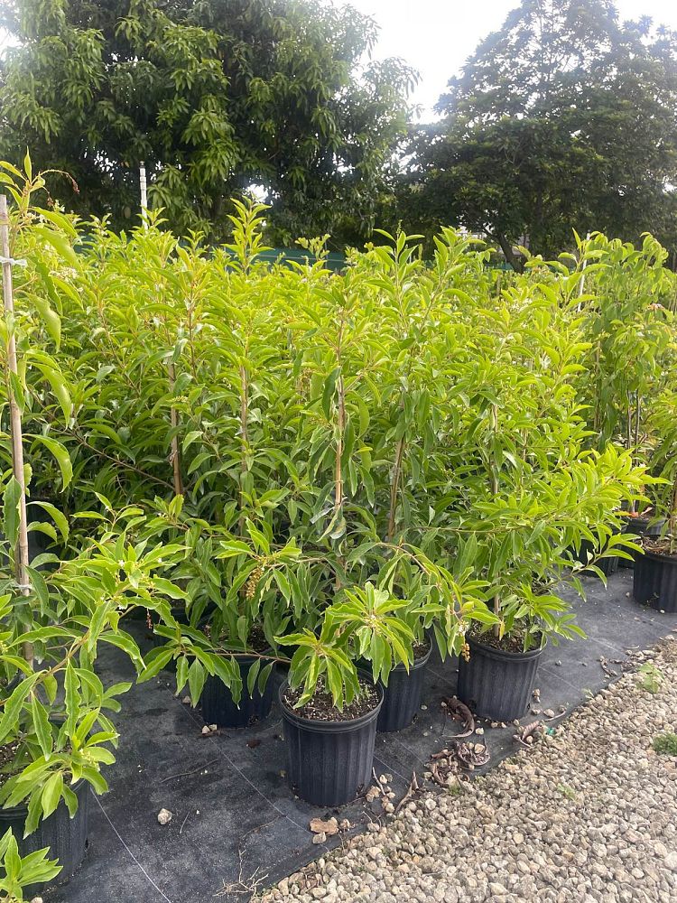 citharexylum-spinosum-fiddlewood