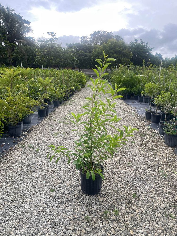 citharexylum-spinosum-fiddlewood