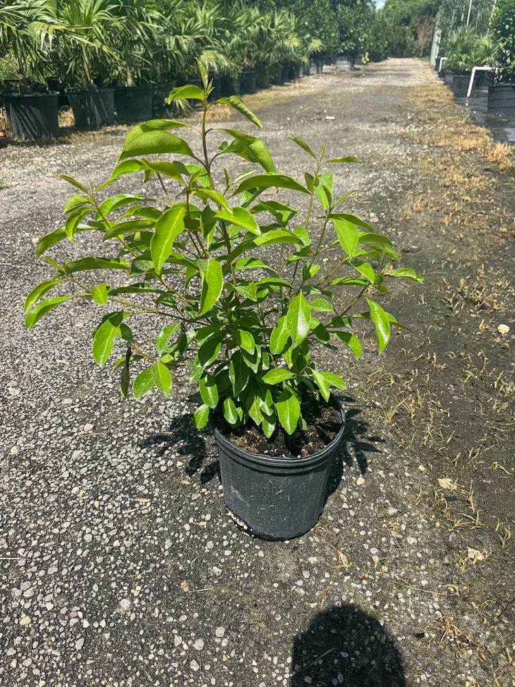 citharexylum-spinosum-fiddlewood