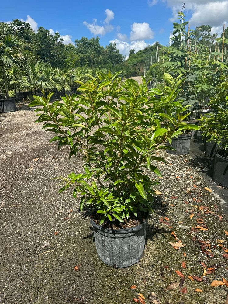 citharexylum-spinosum-fiddlewood
