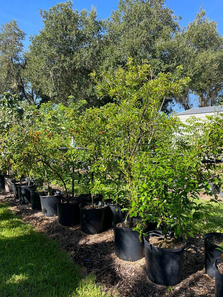 citharexylum-spinosum-fiddlewood