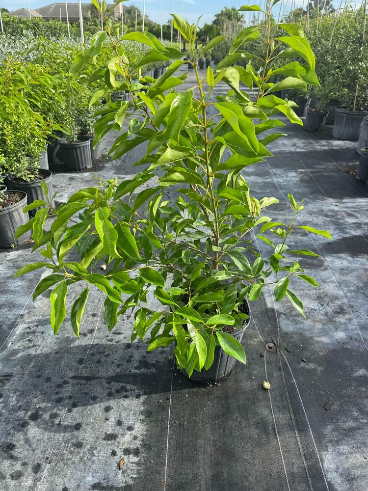citharexylum-spinosum-fiddlewood