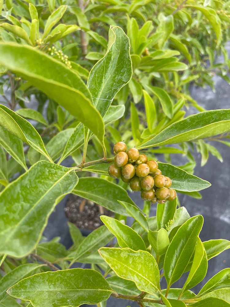 citharexylum-spinosum-fiddlewood