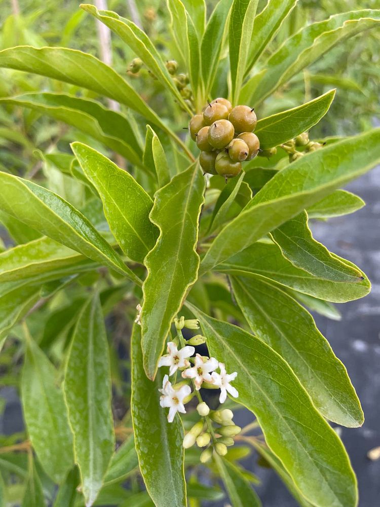 citharexylum-spinosum-fiddlewood