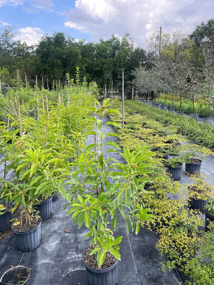 citharexylum-spinosum-fiddlewood