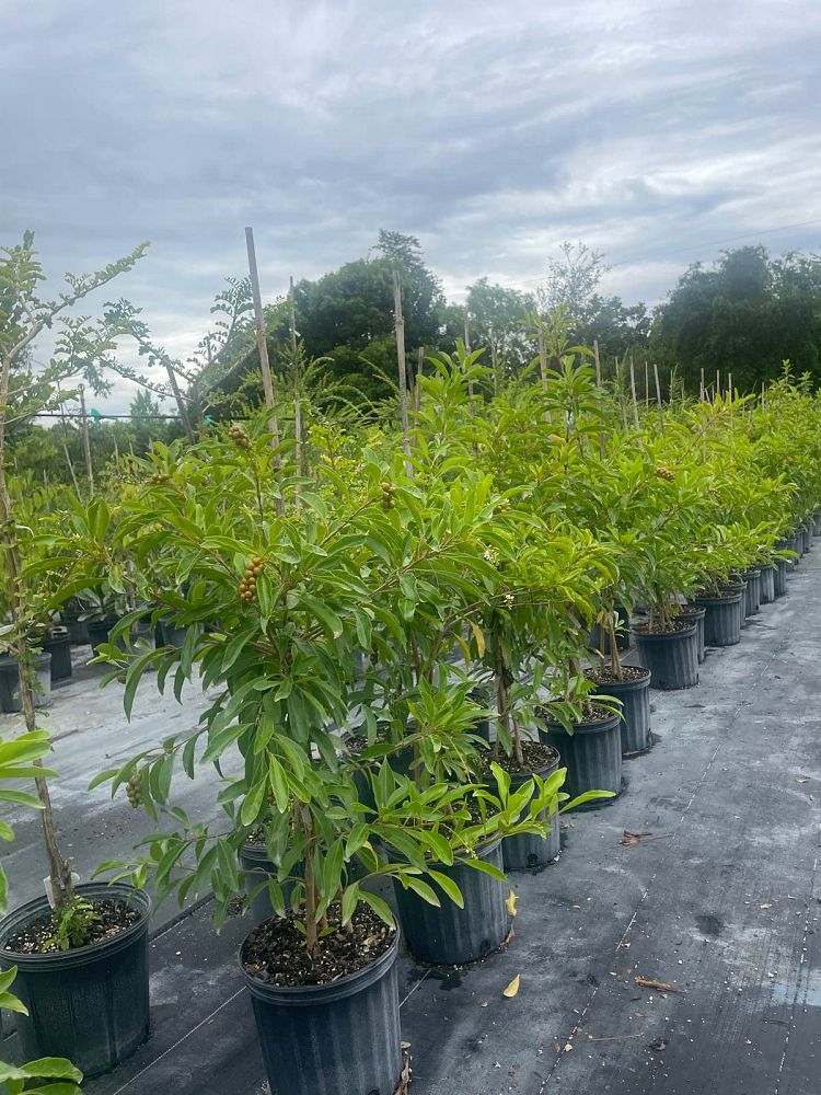 citharexylum-spinosum-fiddlewood
