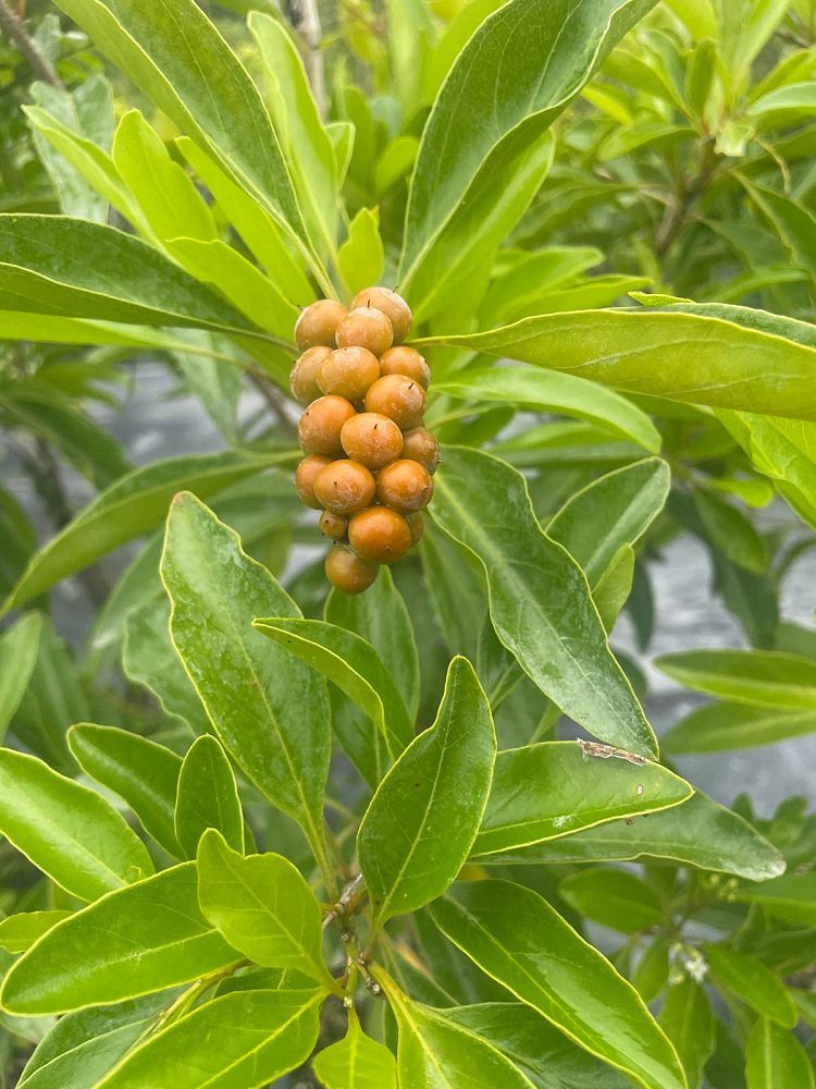 citharexylum-spinosum-fiddlewood