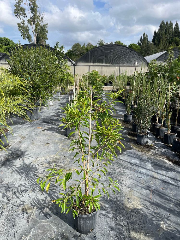 citharexylum-spinosum-fiddlewood