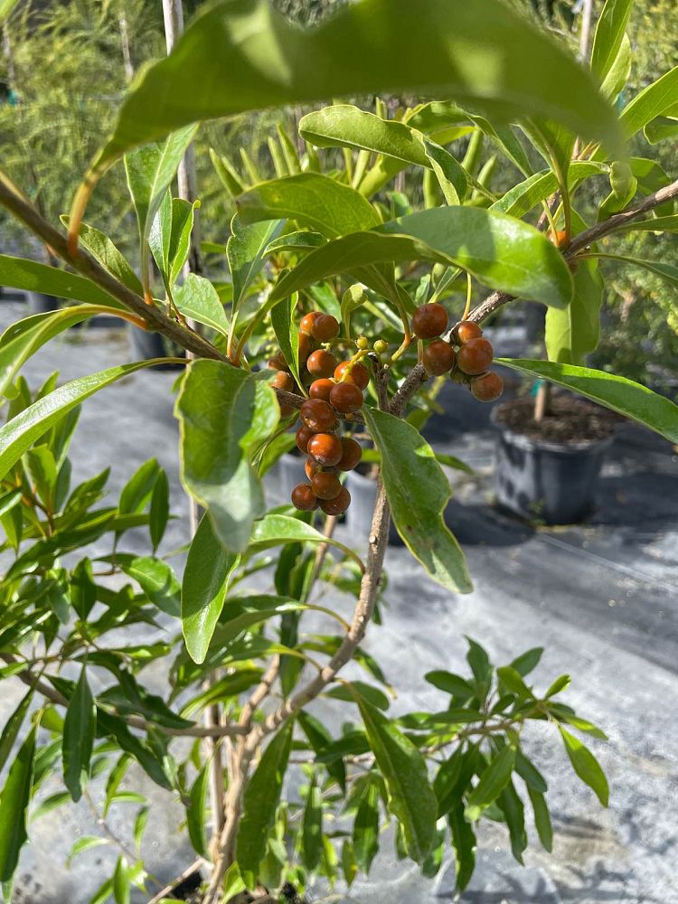 citharexylum-spinosum-fiddlewood