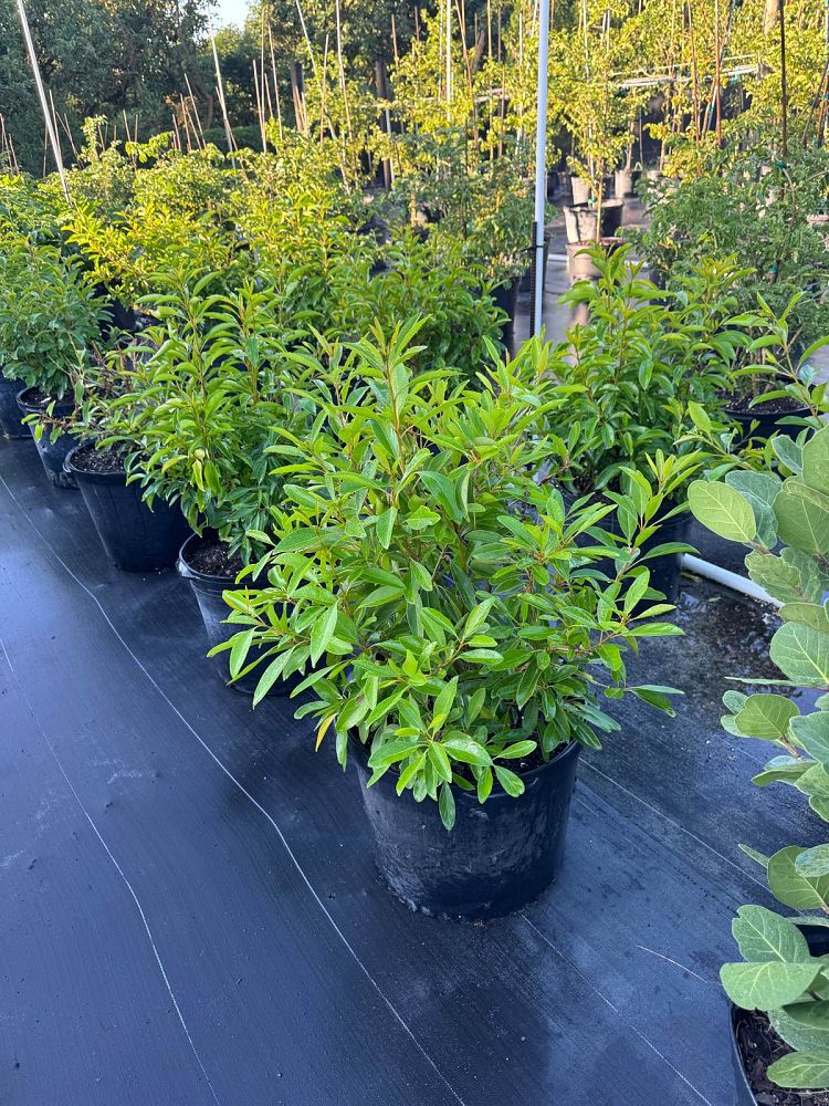 citharexylum-spinosum-fiddlewood