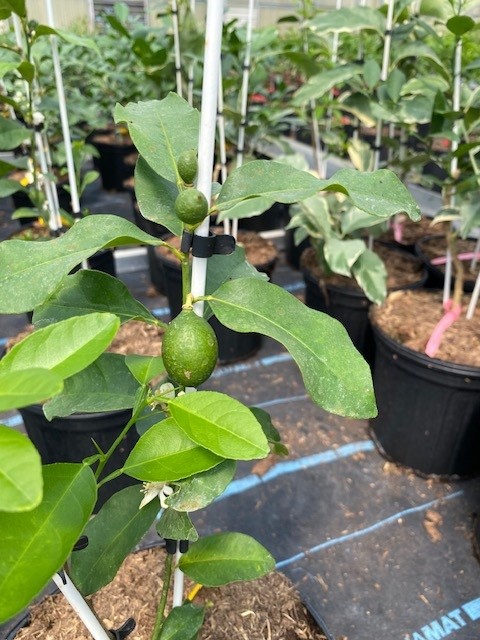 citrofortunella-floridana-lakeland-limequat-citrus