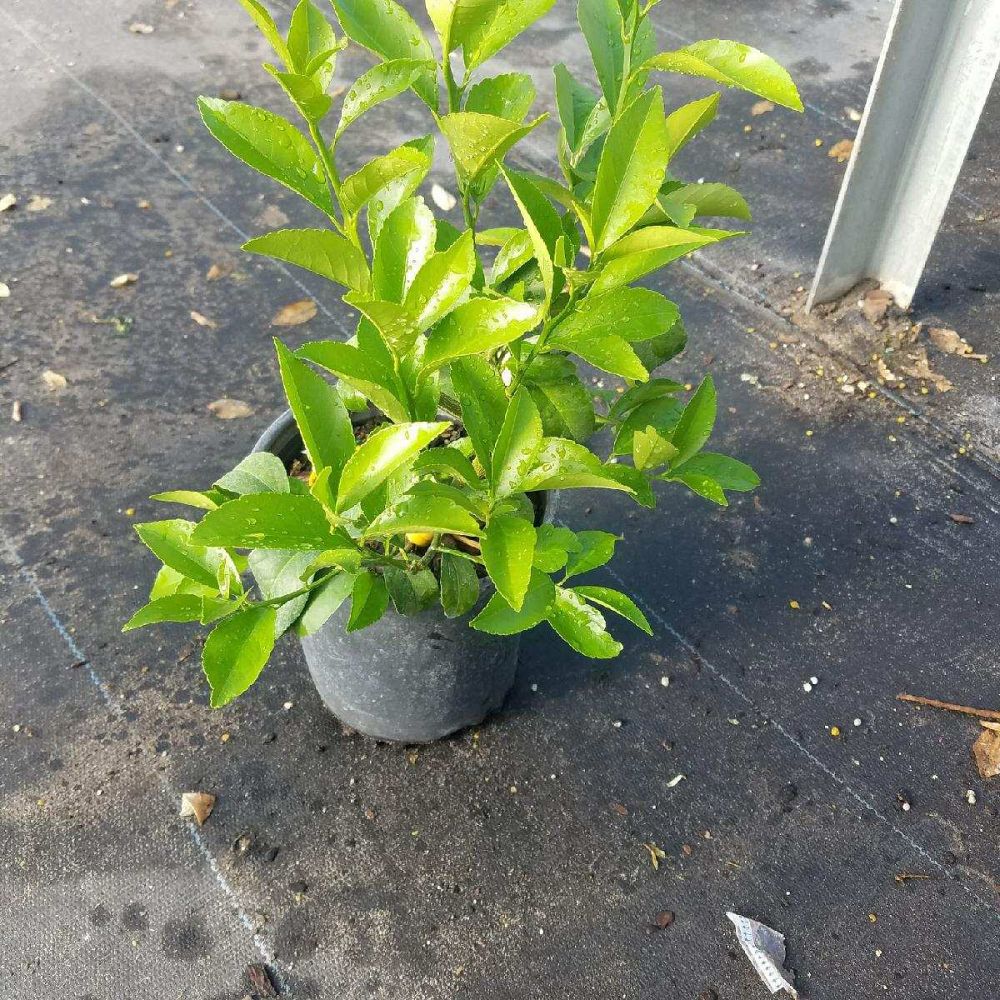 citrofortunella-microcarpa-calamondin-citrus-calamansi