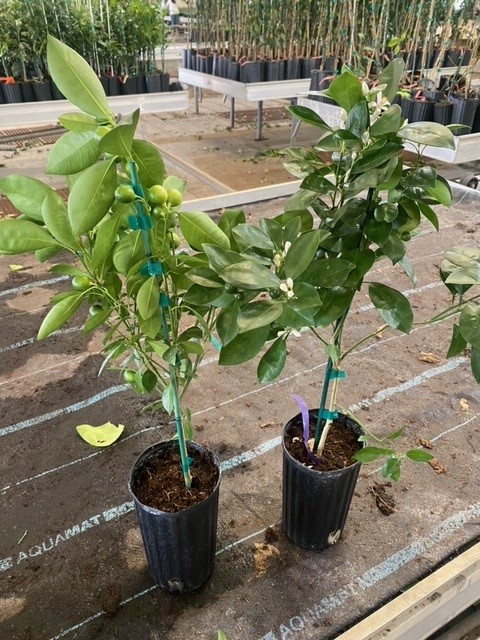 citrofortunella-microcarpa-calamondin-citrus-calamansi