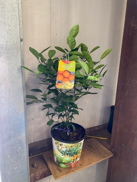 citrofortunella-microcarpa-calamondin-citrus-calamansi