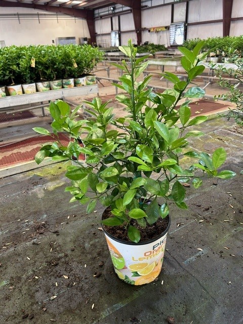 citrofortunella-microcarpa-calamondin-citrus-calamansi