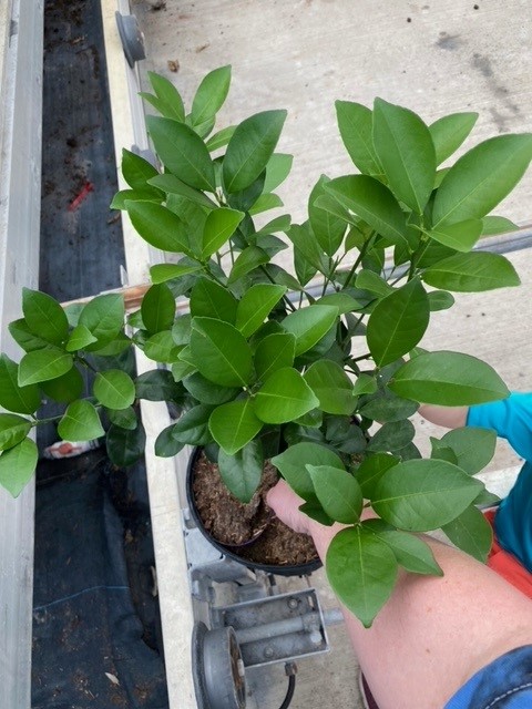 citrofortunella-microcarpa-calamondin-citrus-calamansi