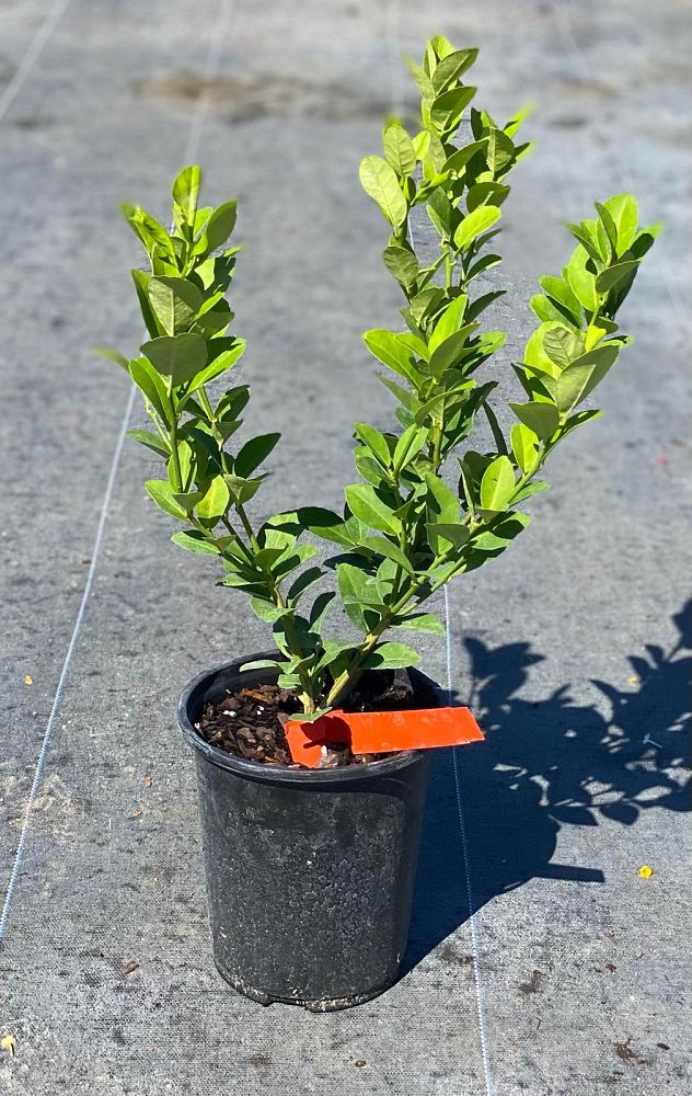 citrus-aurantiifolia-key-lime-lime-tree-key-lime-edible