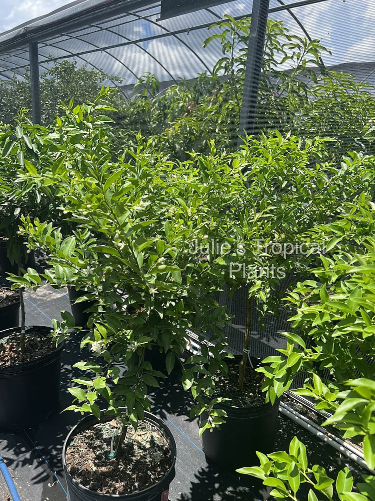 citrus-aurantiifolia-key-lime-lime-tree-key-lime-edible