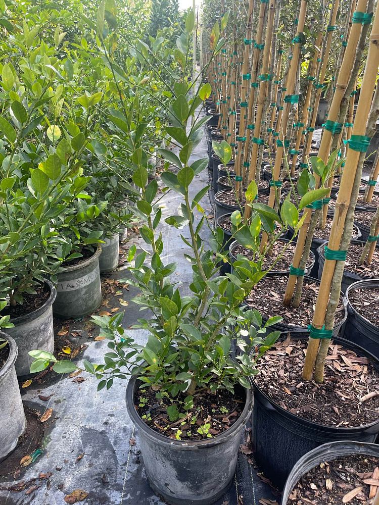 citrus-aurantiifolia-key-lime-lime-tree-key-lime-edible