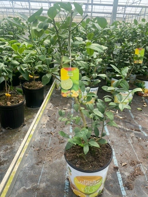 citrus-aurantiifolia-key-lime-lime-tree-key-lime-edible
