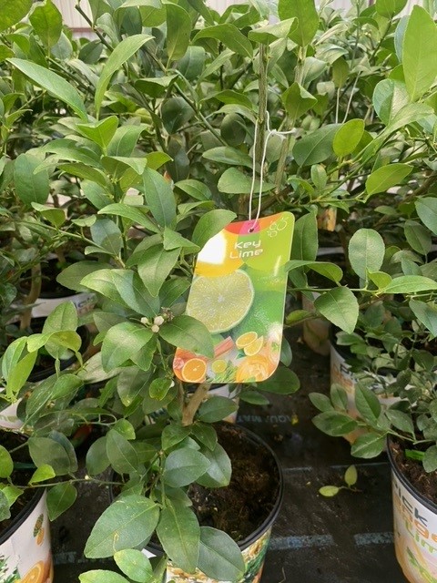 citrus-aurantiifolia-key-lime-lime-tree-key-lime-edible