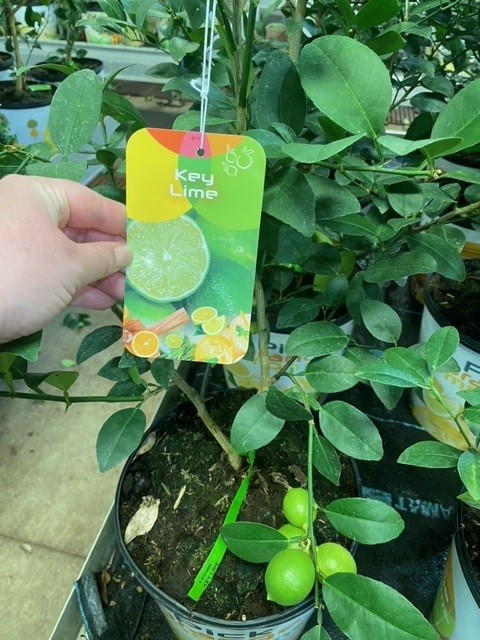 citrus-aurantiifolia-key-lime-lime-tree-key-lime-edible