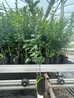citrus-aurantiifolia-key-lime-lime-tree-key-lime-edible