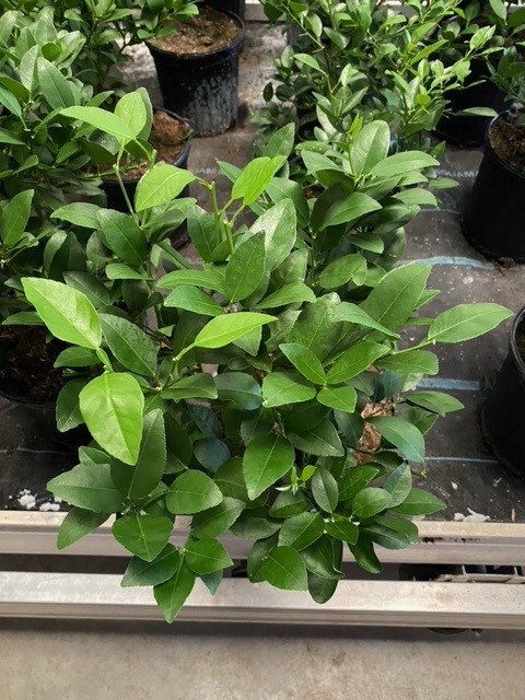 citrus-aurantiifolia-key-lime-lime-tree-key-lime-edible
