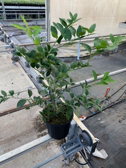 citrus-aurantiifolia-key-lime-lime-tree-key-lime-edible