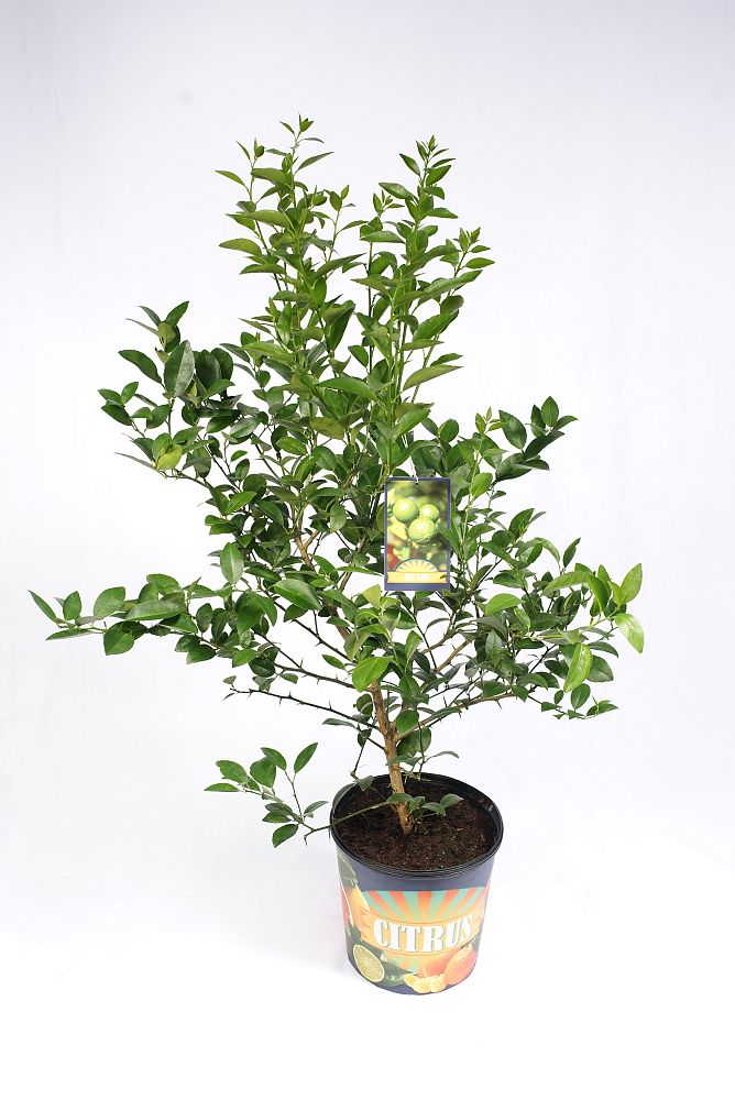 citrus-aurantiifolia-key-lime-lime-tree-key-lime-edible