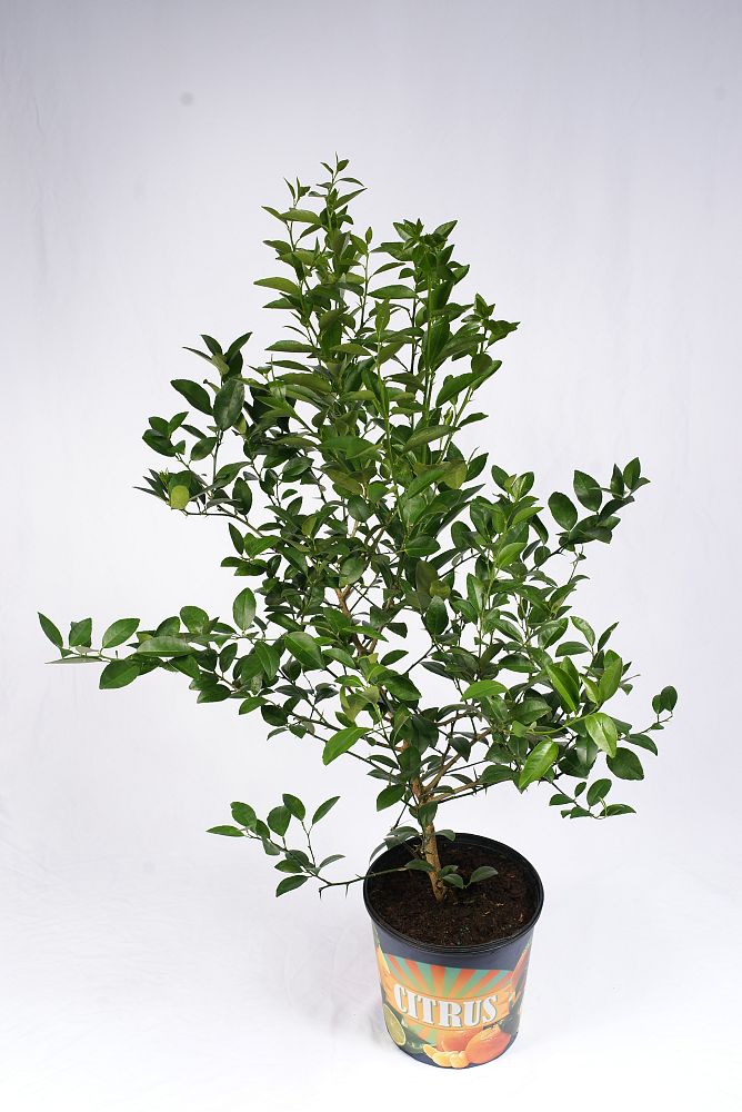 citrus-aurantiifolia-key-lime-lime-tree-key-lime-edible
