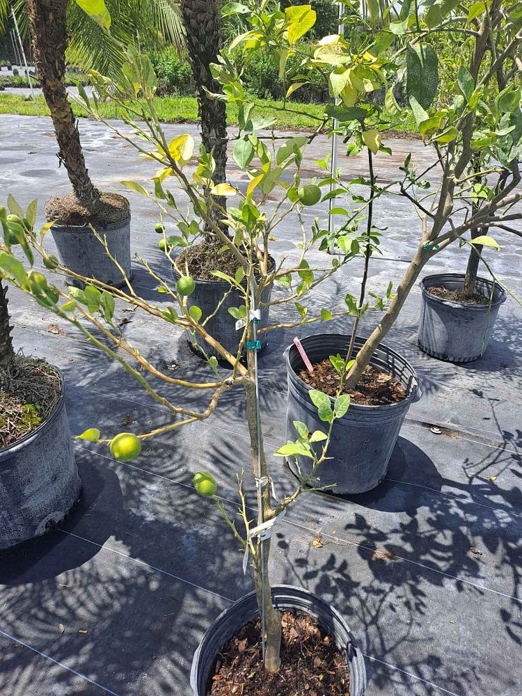 citrus-aurantiifolia-keylime-thorny-lime-tree-keylime-thorny-edible