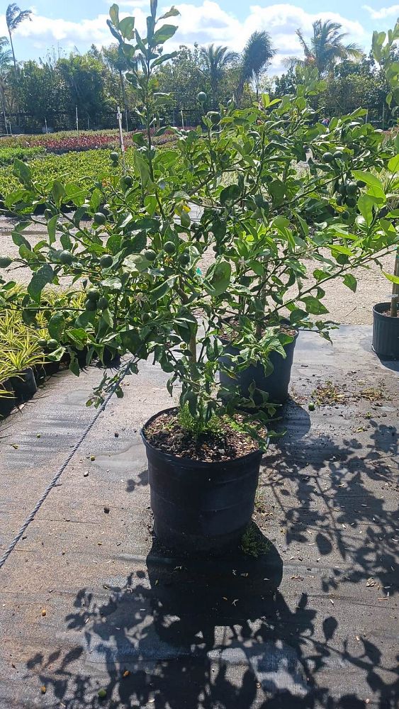 citrus-aurantiifolia-keylime-thorny-lime-tree-keylime-thorny-edible