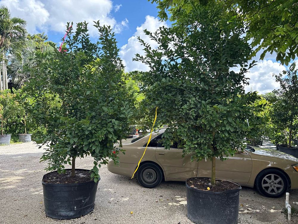 citrus-aurantiifolia-keylime-thorny-lime-tree-keylime-thorny-edible