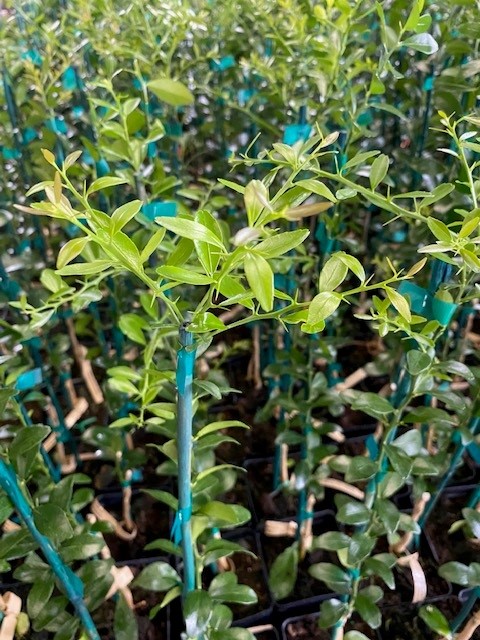 citrus-australasica-australian-finger-lime-finger-lime