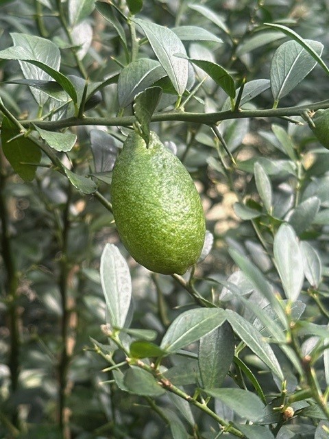 citrus-australasica-australian-finger-lime-finger-lime