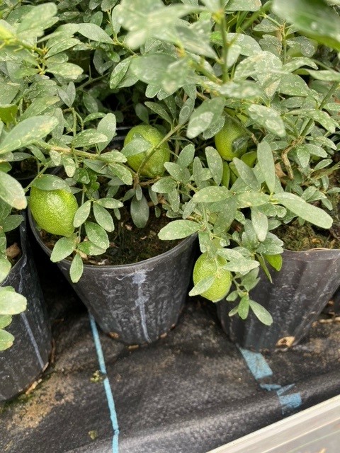 citrus-australasica-australian-finger-lime-finger-lime