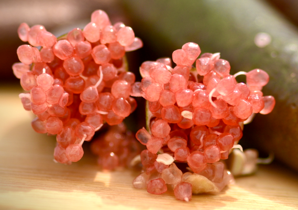 citrus-australasica-australian-finger-lime-finger-lime