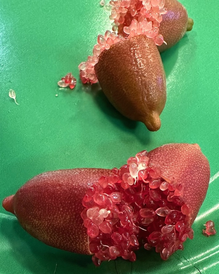 citrus-australasica-australian-finger-lime-finger-lime