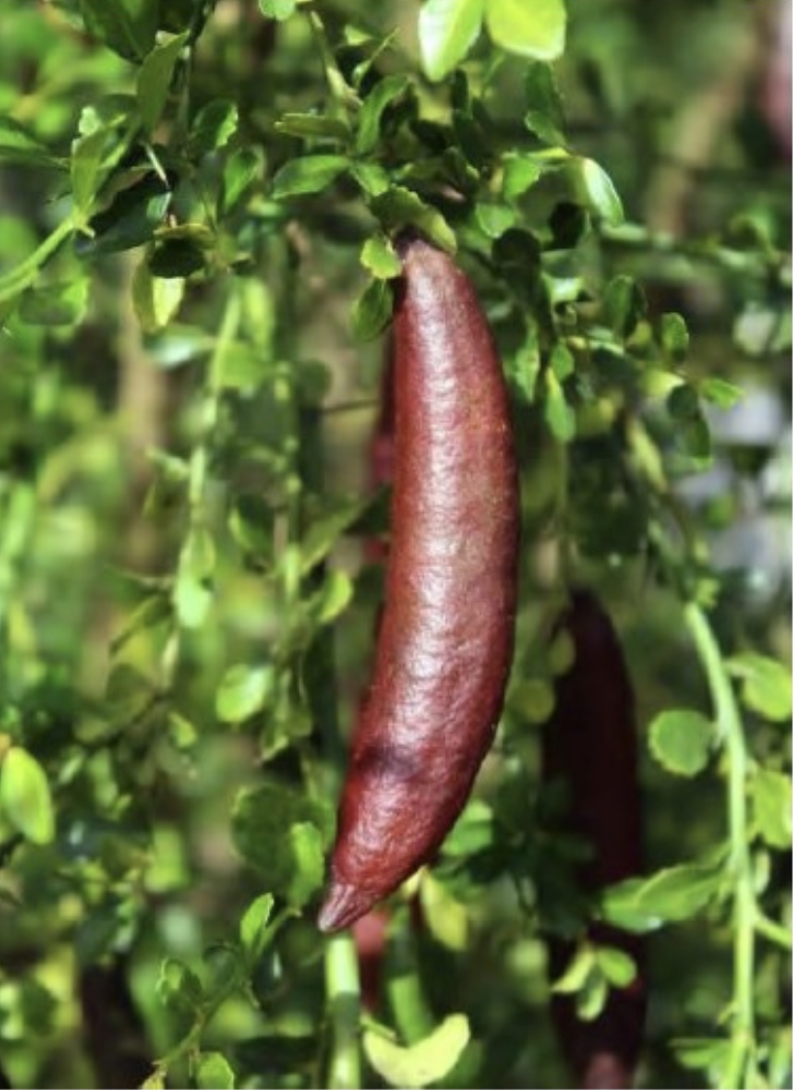 citrus-australasica-australian-finger-lime-finger-lime