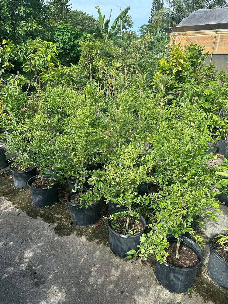 citrus-australasica-australian-finger-lime-finger-lime