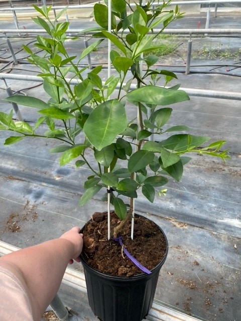 citrus-citrus-lime-cocktail-lime-tree