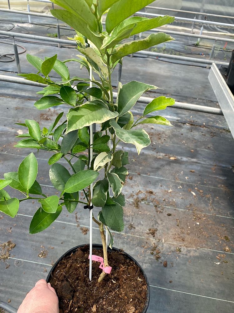 citrus-citrus-lime-cocktail-lime-tree