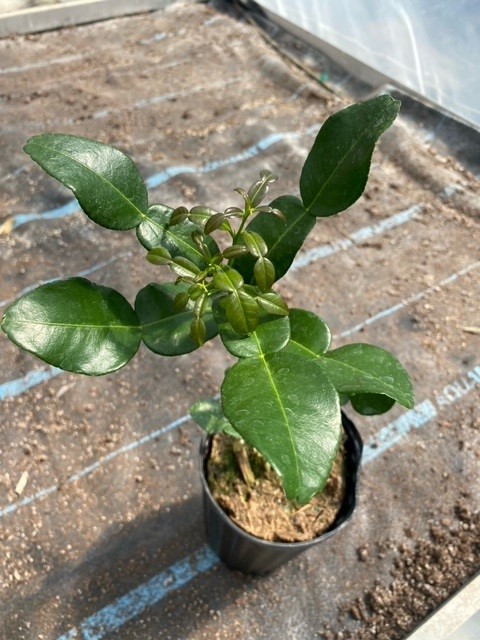 citrus-hystrix-kieffer-lime