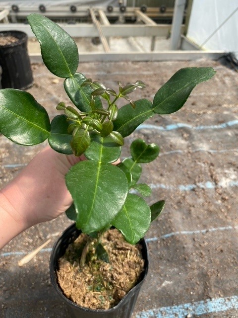 citrus-hystrix-kieffer-lime